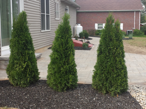 landscaping plants with mulch next to patio